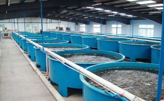 工厂化循环水养殖是未来水产养殖的重要模式